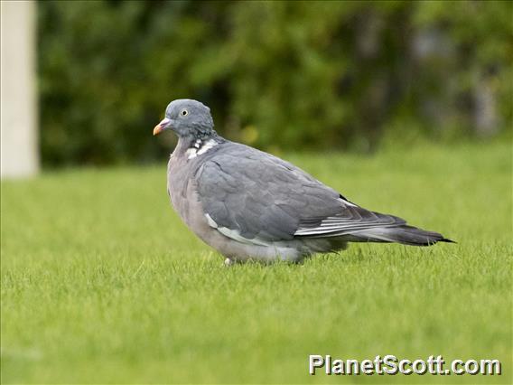 Common Wood-Pigeon (Columba palumbus)