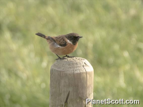 European Stonechat (Saxicola rubicola)