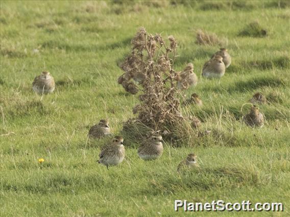 European Golden-Plover (Pluvialis apricaria)