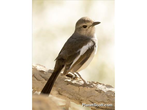 Madagascar Magpie-Robin (Copsychus albospecularis) - Female