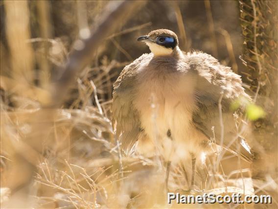 Red-capped Coua (Coua ruficeps) - Green Capped