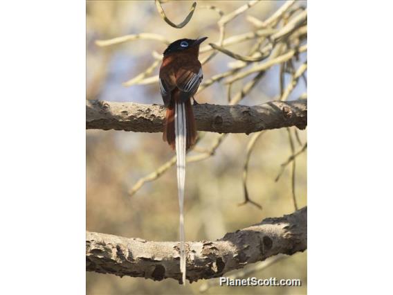 Madagascar Paradise-Flycatcher (Terpsiphone mutata) -Rufous Morph Adult Male