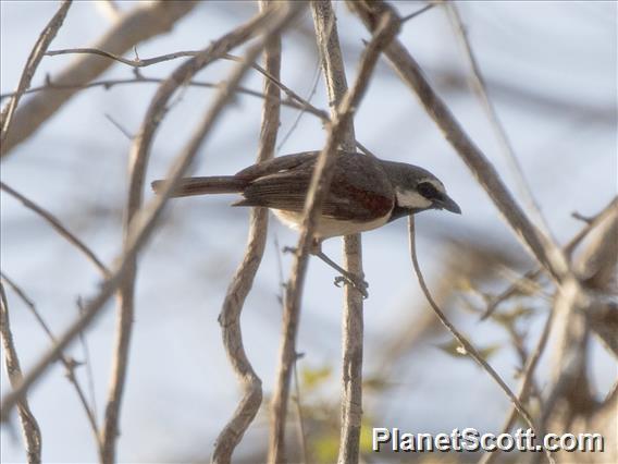 Red-tailed Vanga (Calicalicus madagascariensis)