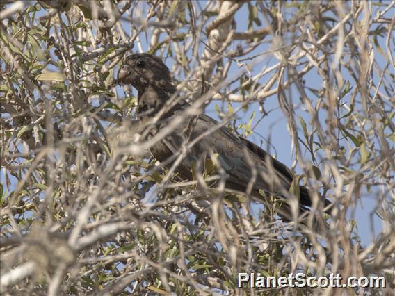 Lesser Vasa-Parrot (Mascarinus niger)