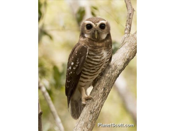 White-browed Owl (Ninox superciliaris)