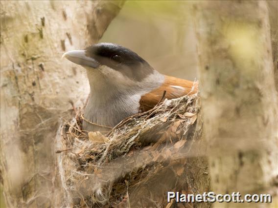 Rufous Vanga (Schetba rufa) - Female