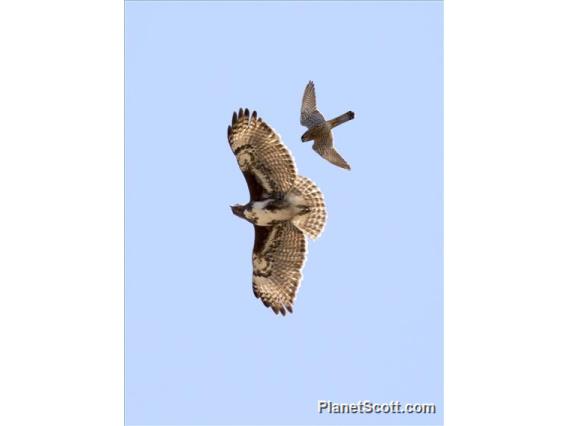 Madagascar Buzzard (Buteo brachypterus) - Mobbed by Kestrel