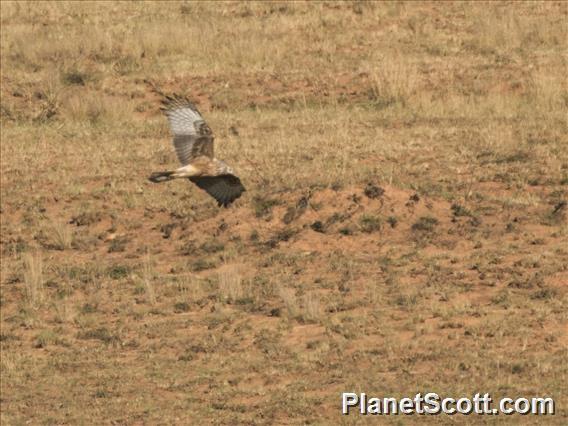 Madagascar Harrier (Circus macrosceles) - Female