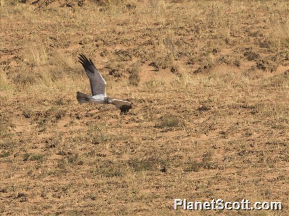 Madagascar Harrier (Circus macrosceles) - Male