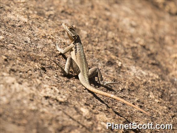 Grandidier's Madagascar Swift (Oplurus grandidieri)