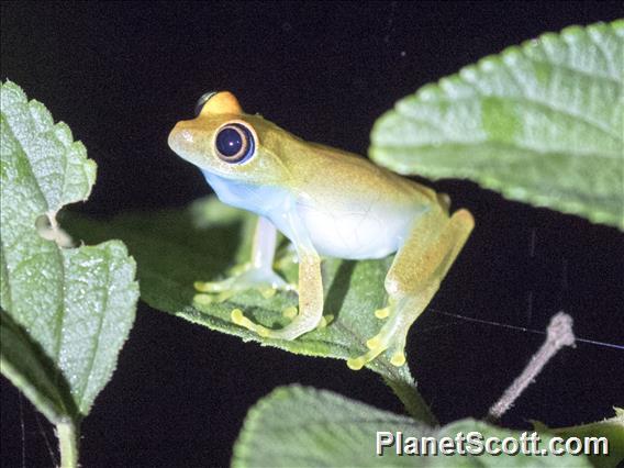 Green Bright-eyed Frog (Boophis viridis)