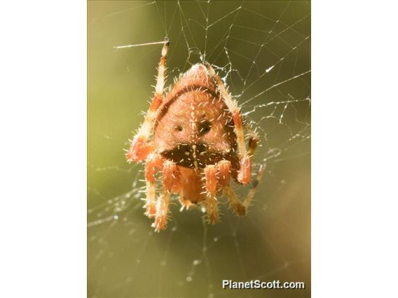 Gem-shaped Orbweaver (Araneus gemma)