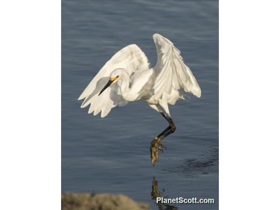 Snowy Egret (Egreta thula)