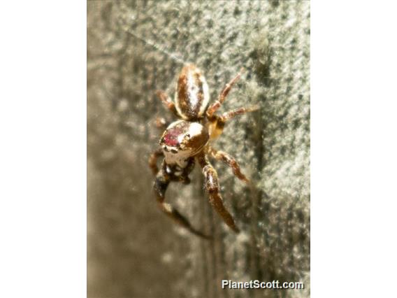 Jumping Spider (Phanias albeolus)