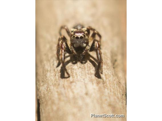 Jumping Spider (Phanias albeolus)