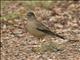 Austral Thrush (Turdus falcklandii)