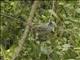 Tufted Tit-Tyrant (Anairetes parulus)