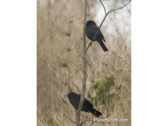 Austral Blackbird (Curaeus curaeus)