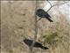 Austral Blackbird (Curaeus curaeus)