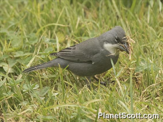 Common Diuca-Finch (Diuca diuca)