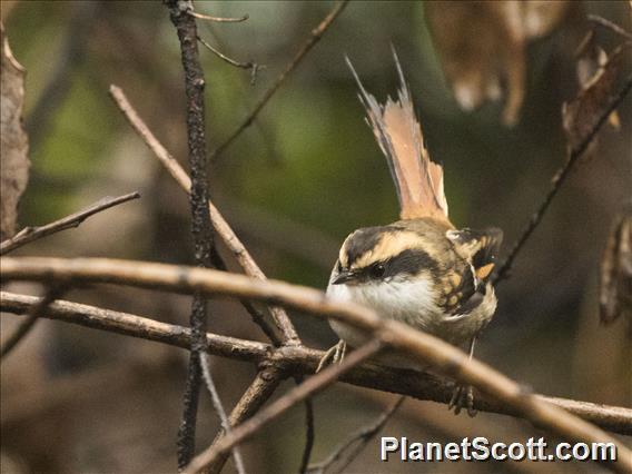 Thorn-tailed Rayadito (Aphrastura spinicauda)