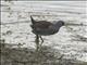 Spot-flanked Gallinule (Porphyriops melanops)