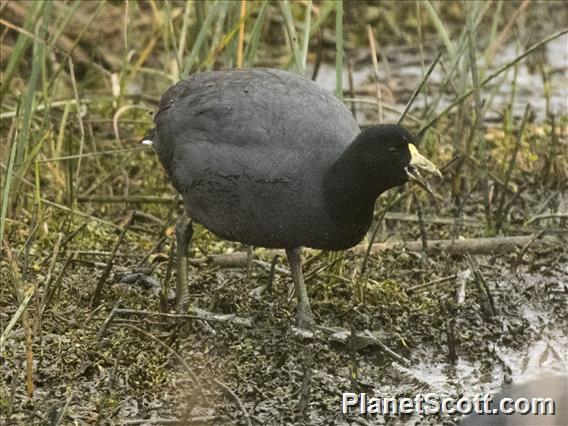 White-winged Coot (Fulica leucoptera)