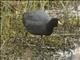 White-winged Coot (Fulica leucoptera)