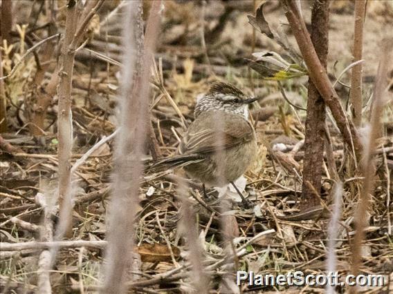 Plain-mantled Tit-Spinetail (Leptasthenura aegithaloides)