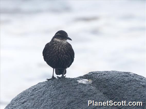 Seaside Cinclodes (Cinclodes nigrofumosus)