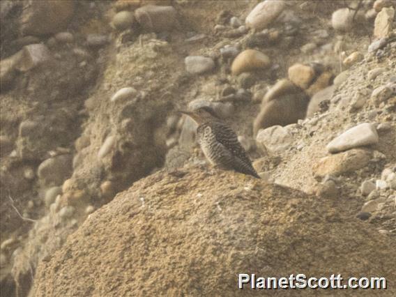 Chilean Flicker (Colaptes pitius)