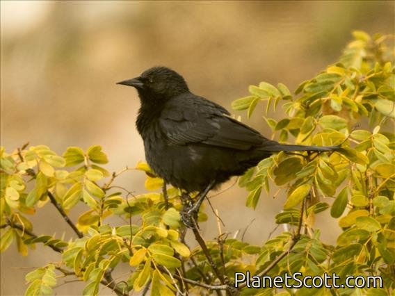 Austral Blackbird (Curaeus curaeus)