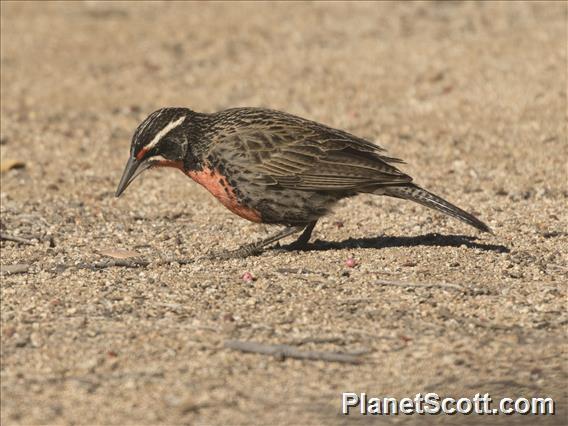 Long-tailed Meadowlark (Leistes loyca)