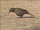 Long-tailed Meadowlark (Leistes loyca)