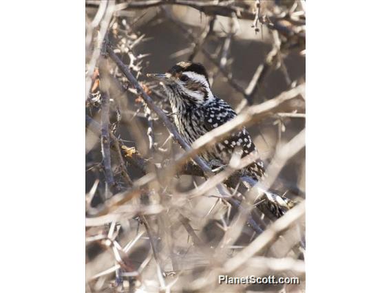 Striped Woodpecker (Dryobates lignarius)