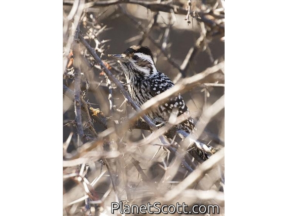 Striped Woodpecker (Veniliornis lignarius)