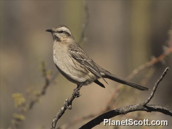 Chilean Mockingbird (Mimus thenca)