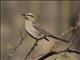 Chilean Mockingbird (Mimus thenca)