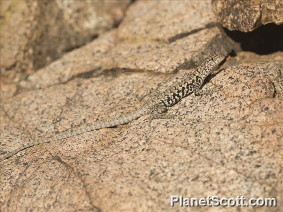 Braided Tree Iguana (Liolaemus platei)