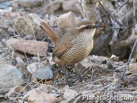 White-throated Tapaculo (Scelorchilus albicollis)