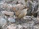 White-throated Tapaculo (Scelorchilus albicollis)