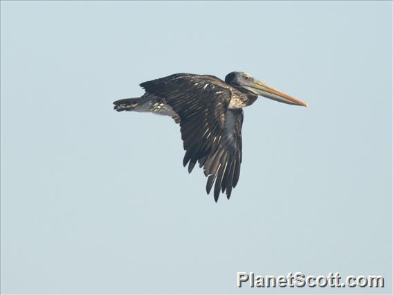 Peruvian Pelican (Pelecanus thagus)