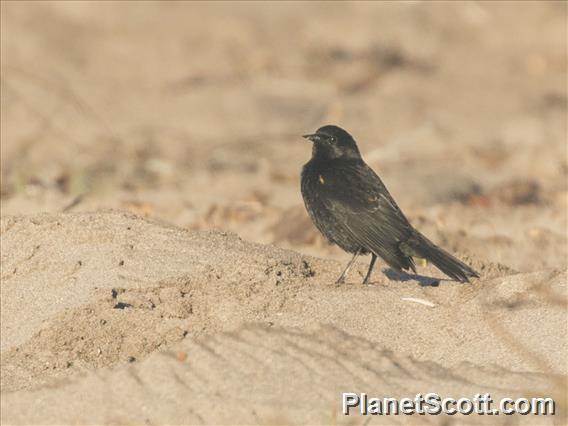 Yellow-winged Blackbird (Agelasticus thilius)