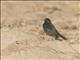 Yellow-winged Blackbird (Agelasticus thilius)