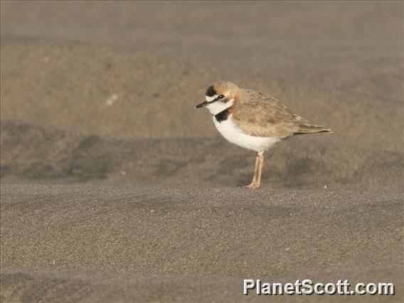 Collared Plover (Anarhynchus collaris)