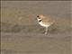 Collared Plover (Charadrius collaris)