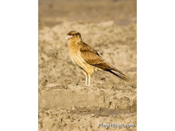 Chimango Caracara (Daptrius chimango)