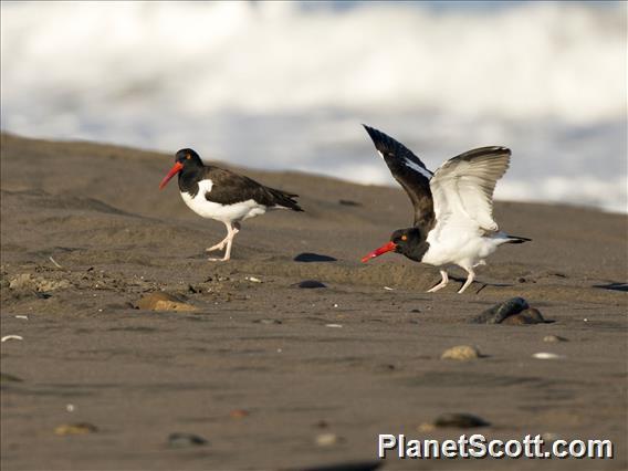 American Oystercatcher (Haematopus palliatus)