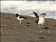 American Oystercatcher (Haematopus palliatus)