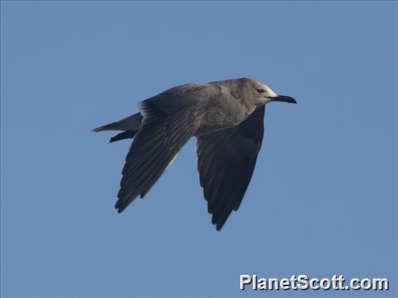 Gray Gull (Leucophaeus modestus)